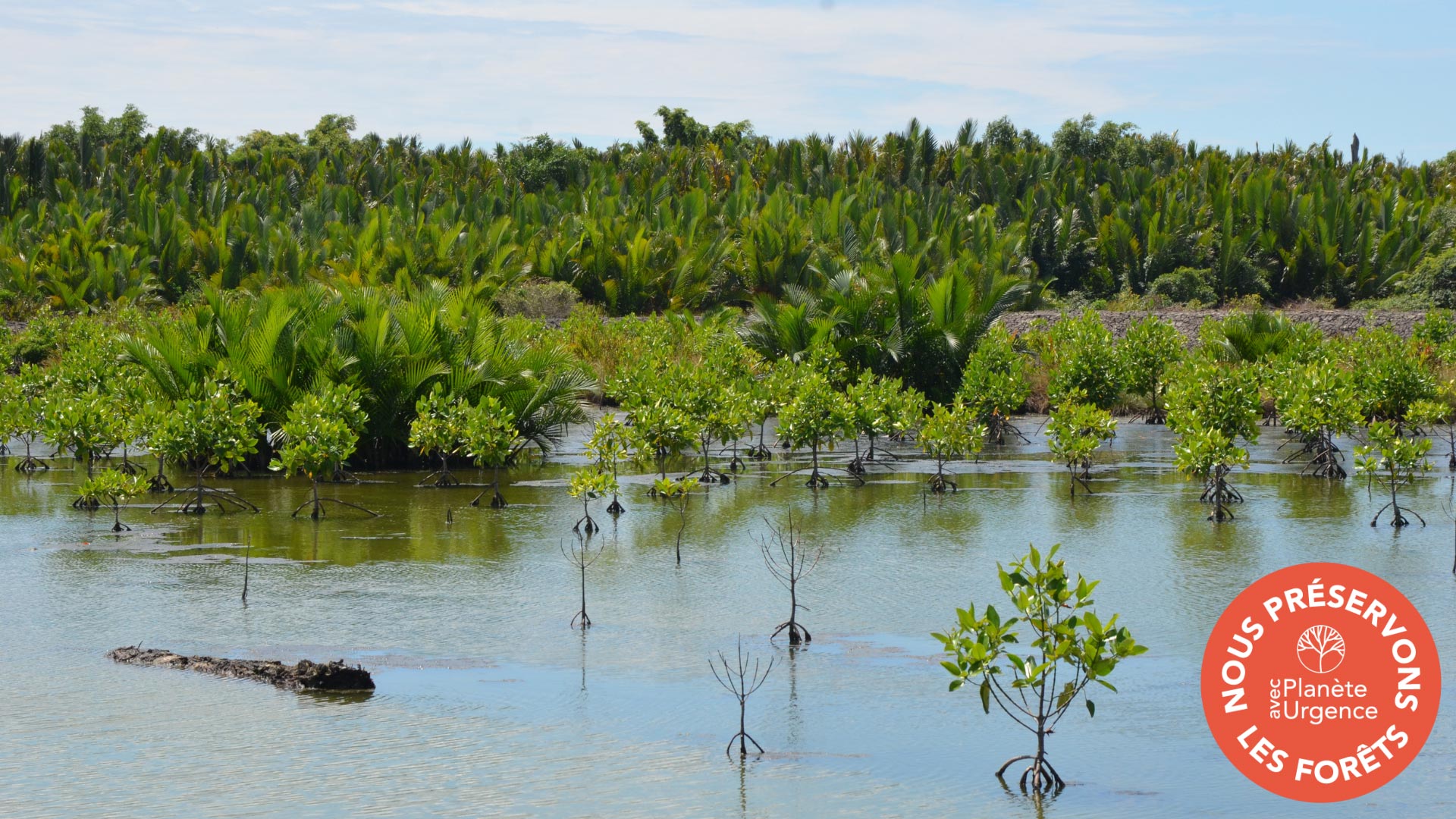 agence de développement web definima association planete urgence reforestation